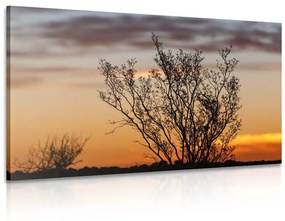 Obraz konáriky v západe slnka Varianta: 120x80