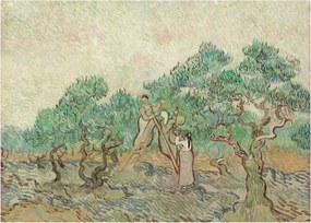 Sklenený obraz - Vincent van Gogh, The Olive Orchard, reprodukcia (70x50 cm)