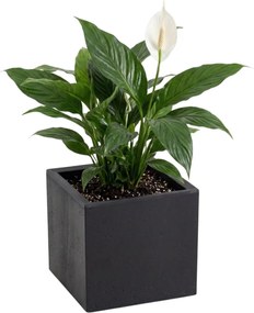 Sada 2 ks květináčů BETONIQUE 30x30/30x60 cm - výber z 2 prevedení