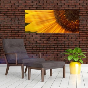 Obraz - Slnečnica (120x50 cm)