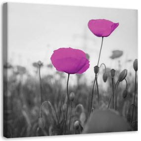 Obraz na plátně Pole fialových máků - 60x60 cm