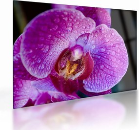 Detailný sklenený obraz kvetu orchidey (70x50 cm)