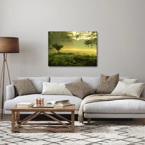Obraz - Prebúdzajúci sa les (70x50 cm)