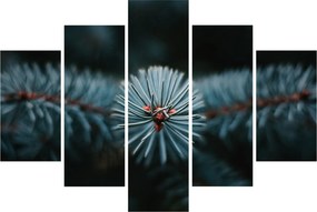 Obraz vetvičky ihličnatého stromu (150x105 cm)