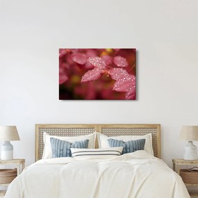 Obraz - Makro snímka lístka (90x60 cm)