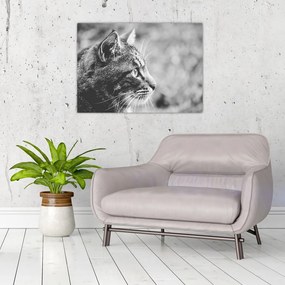 Obraz - Mačka (70x50 cm)