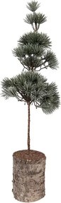 Vianočné dekorácie ihličnatý stromček na dreve - 14*14*45 cm