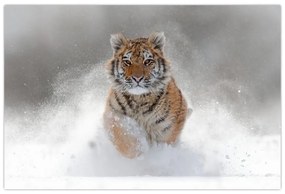 Obraz bežiaceho tigra v snehu (90x60 cm)