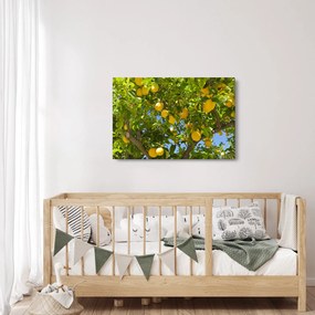Obraz - Citrónovník (90x60 cm)