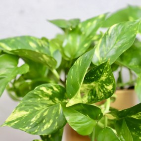 Epipremnum Pothos Aureum zlatý