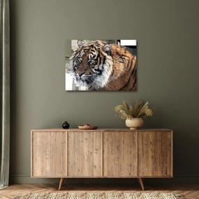 Obraz tigra (70x50 cm)