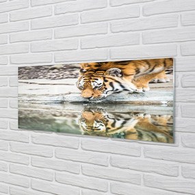 Obraz na akrylátovom skle Tiger pitie 120x60 cm