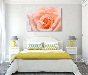 Obraz ruža v broskyňovom odtieni - 120x80