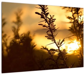 Sklenený obraz - Slnko zapadajúce za stromami (70x50 cm)