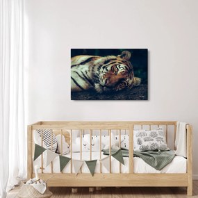 Obraz - Tiger Sibírsky (90x60 cm)