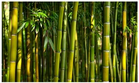 Artgeist Fototapeta - Asian bamboo forest Veľkosť: 250x193, Verzia: Premium