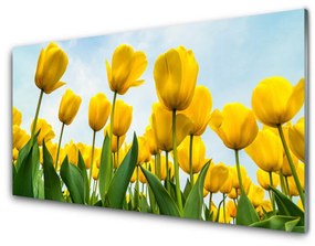 Sklenený obklad Do kuchyne Tulipány kvety rastlina 100x50 cm