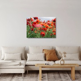 Sklenený obraz z poľa vlčích makov (70x50 cm)
