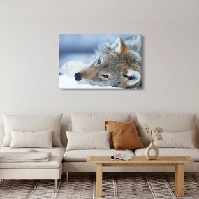 Obraz - Vlk (90x60 cm)