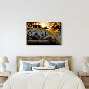 Obraz spiaceho tigra (90x60 cm)