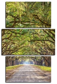 Obraz na plátne - Historické dubové stromy lemované poľnou cestou - obdĺžnik 7239C (105x70 cm)