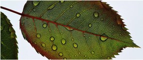 Obraz - List ruže (120x50 cm)