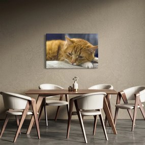 Obraz mačky (90x60 cm)