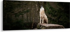 Obraz - Vytie vlka (120x50 cm)