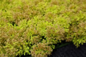 Umelý rastlinný panel KATE MOSS 50 x 50 cm - Panel 50x50 Europe Grass