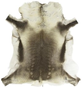 Kožušina Sob polárny (rangifer tarandus) - 120 * 90cm