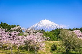 Samolepiaca fototapeta sopka Fuji