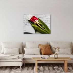 Obraz červeného tulipánu (70x50 cm)