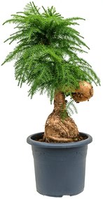 Araucaria cunninghamii bonsai 40x125 cm