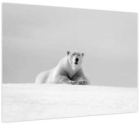 Obraz - Ľadový medveď, čiernobiela (70x50 cm)