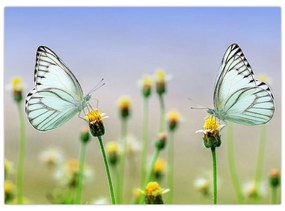 Obraz motýľov na kvetine (70x50 cm)
