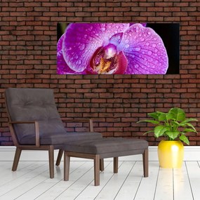 Detailný obraz kvetu orchidey (120x50 cm)