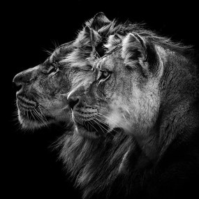 Fotografia Lion and Lioness Portrait, Laurent Lothare Dambreville