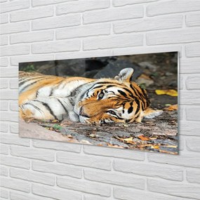 Sklenený obraz ležiace tiger 125x50 cm