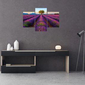 Obraz - Levanduľové pole (90x60 cm)
