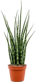 Sansevieria cylindrica Fernwood Mikado 8x25 cm