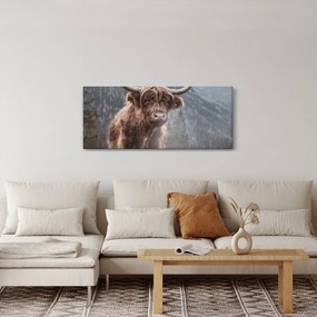 Obraz - Highlander krava (120x50 cm)