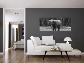 Obraz - Škótska krava (120x50 cm)
