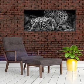 Obraz - Odpočívajúci gepardy (120x50 cm)