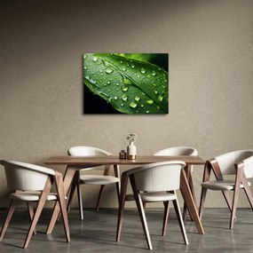 Obraz - List po daždi (70x50 cm)
