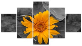 Obraz oranžového kvetu