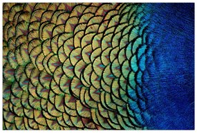 Obraz - Pávie perie (90x60 cm)