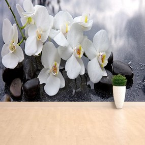 Fototapeta Vliesová Orchidea kamene 208x146 cm