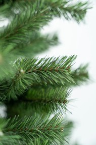 Limpol Jedľa Karolina 2,20 m