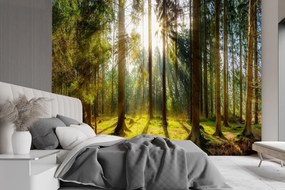Gario Fototapeta Les v slnečnom svite Materiál: Vliesová, Rozmery: 300 x 210 cm