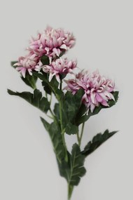 Ružovo biela trsová chryzantéma 70cm